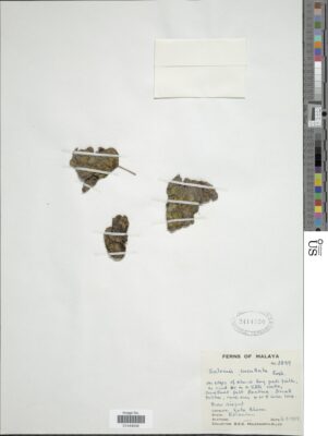 Salvinia Cucullata (Salvinia cucullata) |commons:File:Salvinia cucullata Roxb. ex Bory nmnhbotany 12413509 NMNH-01444046.jpg