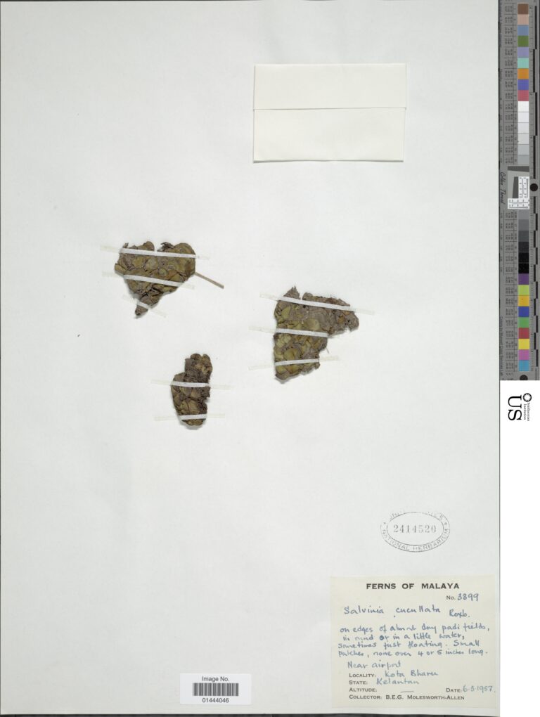 Salvinia Cucullata (Salvinia cucullata) |commons:File:Salvinia cucullata Roxb. ex Bory nmnhbotany 12413509 NMNH-01444046.jpg
