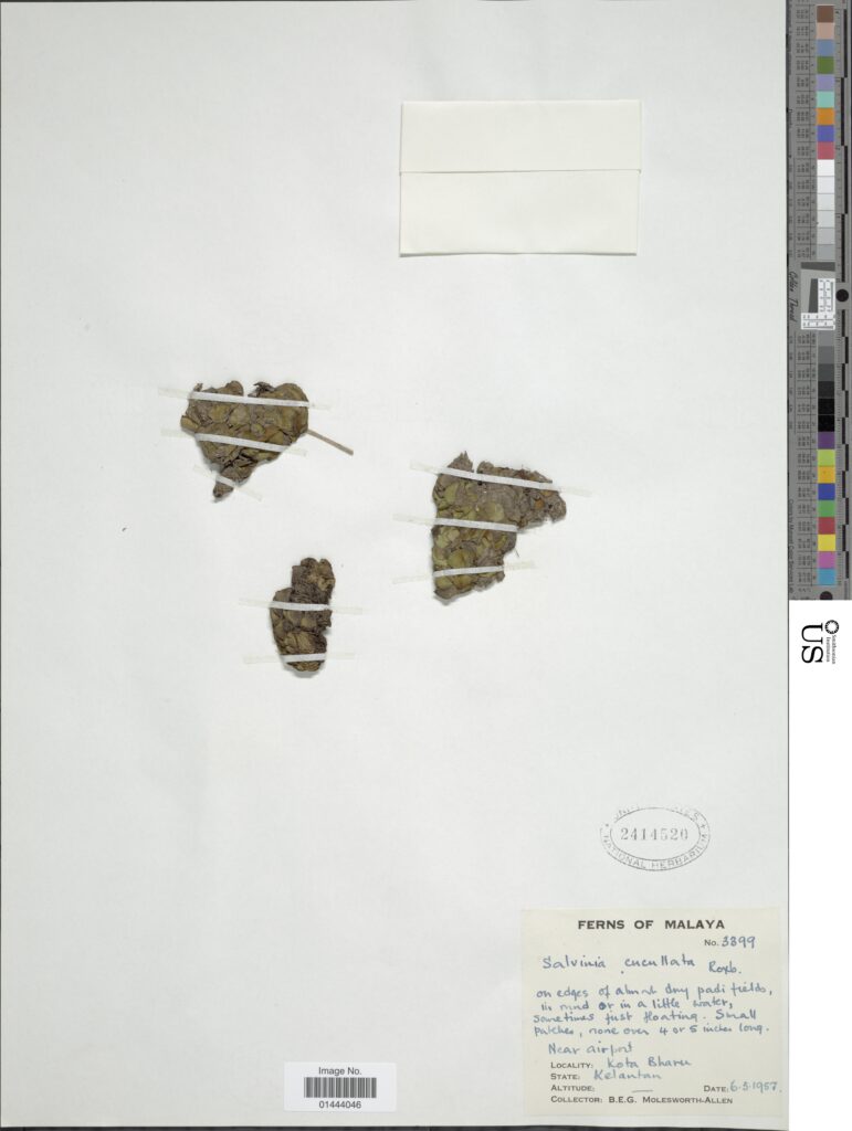 Salvinia Cucullata (Salvinia cucullata) |commons:File:Salvinia cucullata Roxb. ex Bory nmnhbotany 12413509 NMNH-01444046.jpg