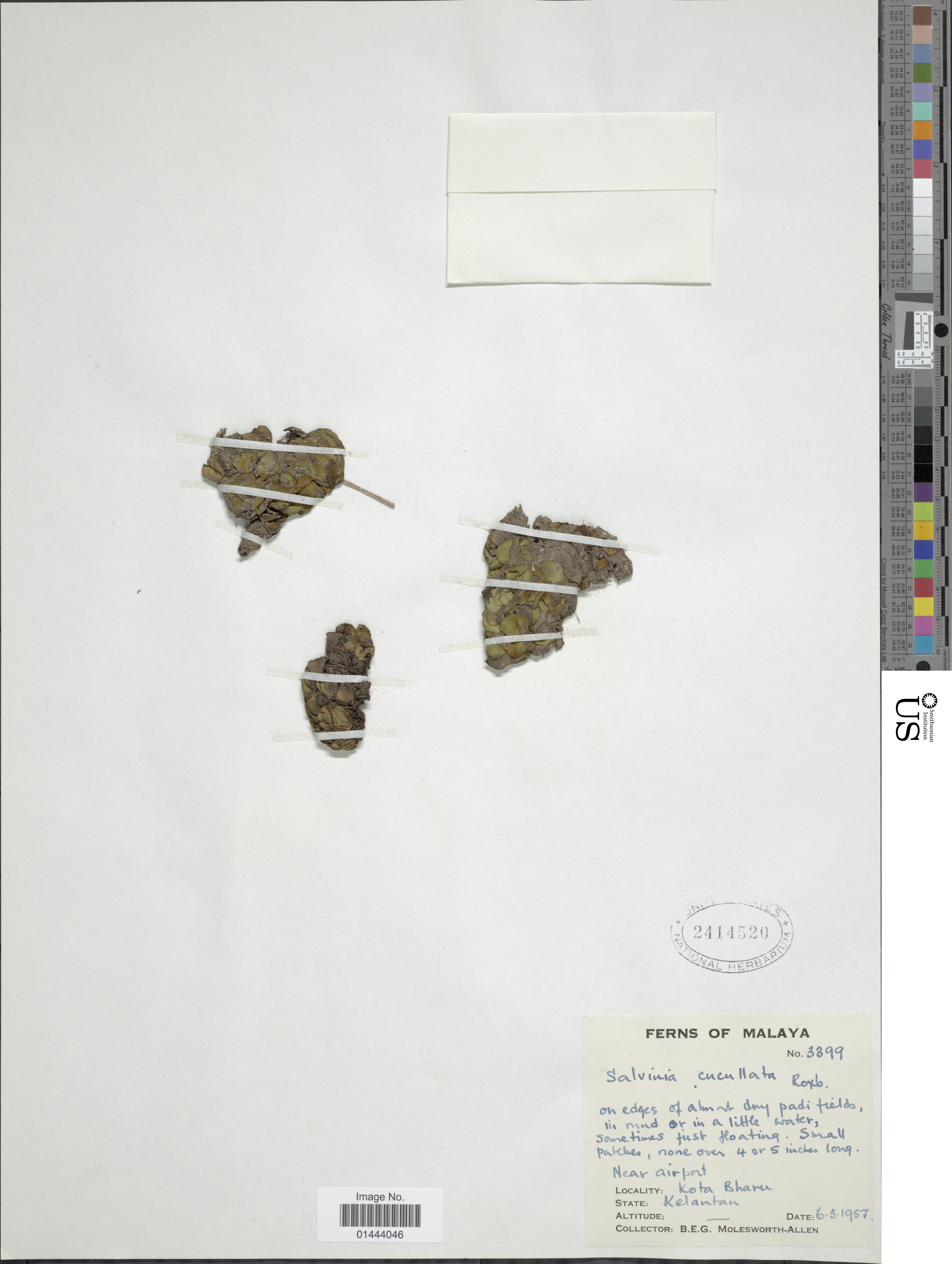 Salvinia Cucullata (Salvinia cucullata) |commons:File:Salvinia cucullata Roxb. ex Bory nmnhbotany 12413509 NMNH-01444046.jpg