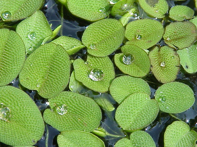 Salvinia Minima (Salvinia minima) |commons:File:Salvinia minima 1.jpg