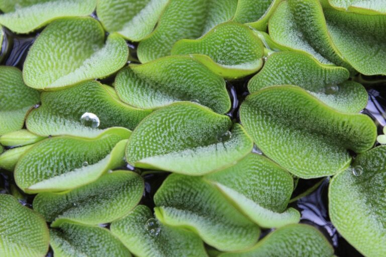 Salvinia Molesta (Salvinia molesta) |commons:File:Bild von Salvinia molesta.JPG