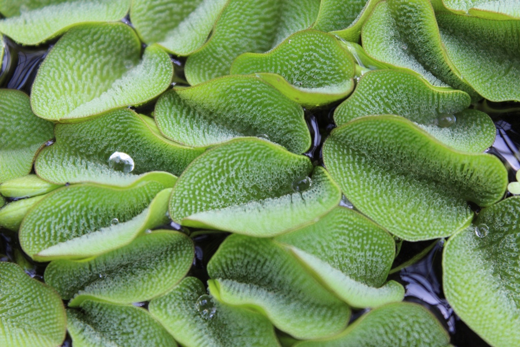Salvinia Molesta (Salvinia molesta) |commons:File:Bild von Salvinia molesta.JPG