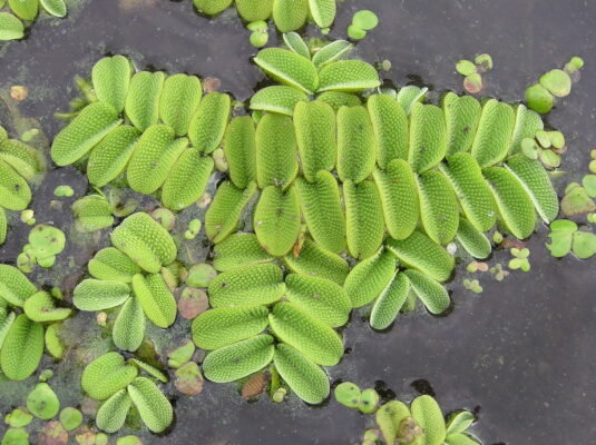 Salvinia Natans (Salvinia natans) |commons:File:Salvinia natans (habitus) 1.jpg