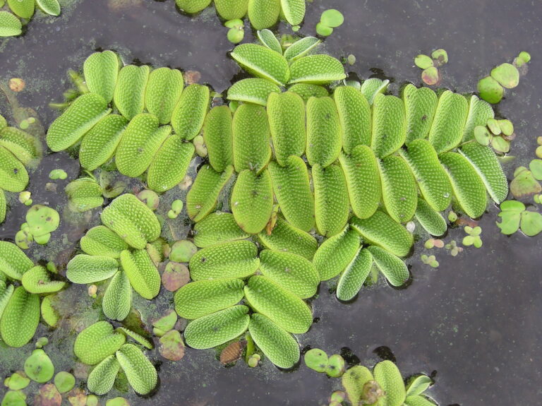 Salvinia Natans (Salvinia natans) |commons:File:Salvinia natans (habitus) 1.jpg