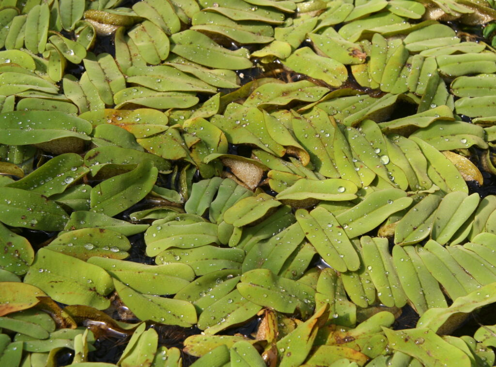 Salvinia Oblongifolia (Salvinia oblongifolia) |commons:File:Salvinia oblongifolia 02.jpg