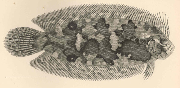 Samariscus corallinus (Samariscus corallinus) |commons:File:FMIB 42743 Samariscus corallinus Gilbert Type.jpeg