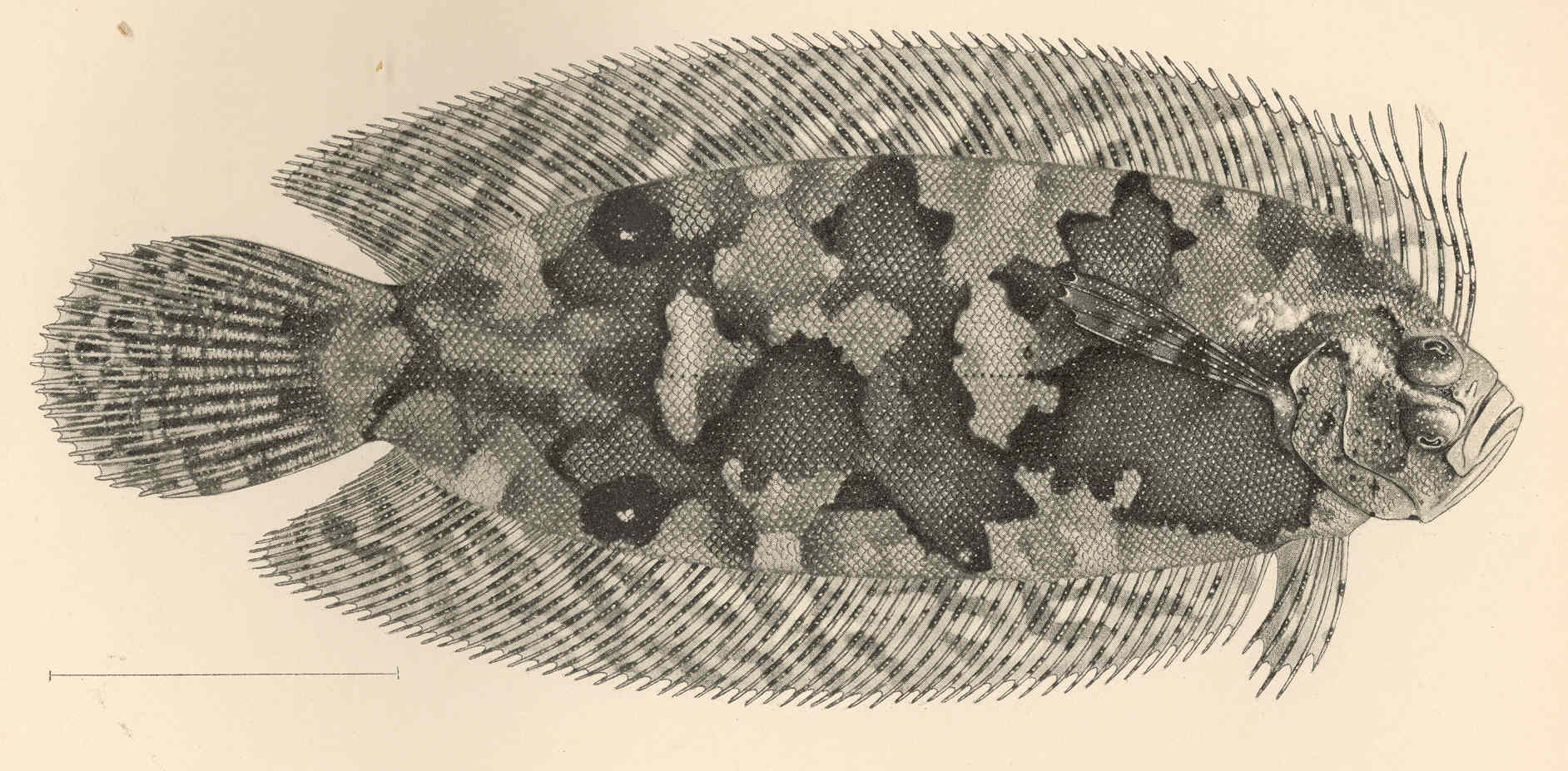 Samariscus corallinus (Samariscus corallinus) |commons:File:FMIB 42743 Samariscus corallinus Gilbert Type.jpeg
