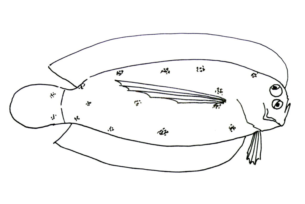 Samariscus longimanus (Samariscus longimanus) |commons:File:Samariscus longimanus.JPG