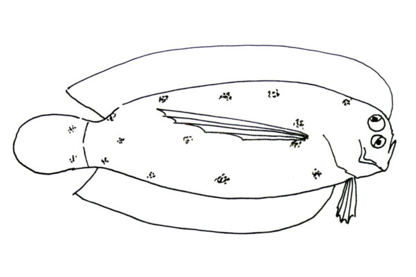 Samariscus longimanus (Samariscus longimanus) |commons:File:Samariscus longimanus.JPG
