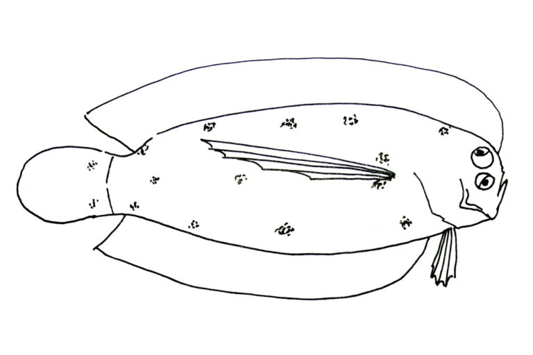Samariscus longimanus (Samariscus longimanus) |commons:File:Samariscus longimanus.JPG