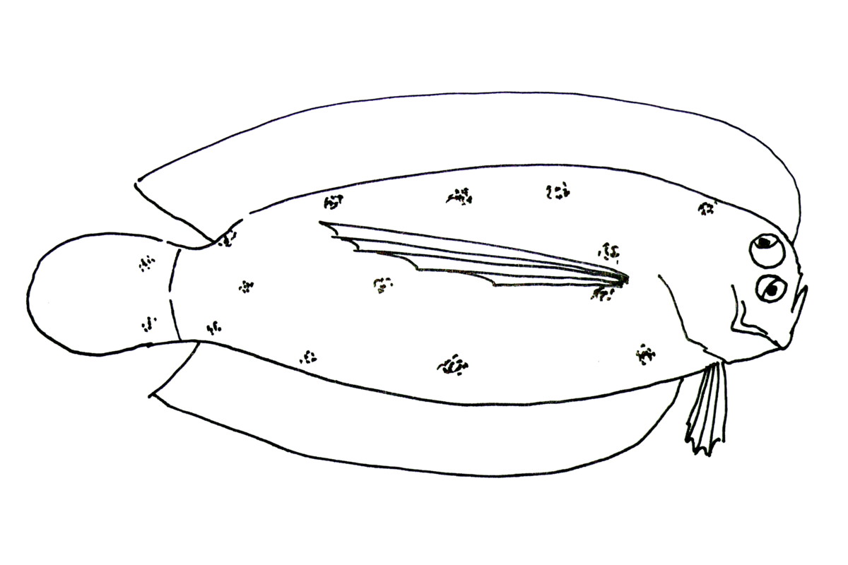 Samariscus longimanus (Samariscus longimanus) |commons:File:Samariscus longimanus.JPG