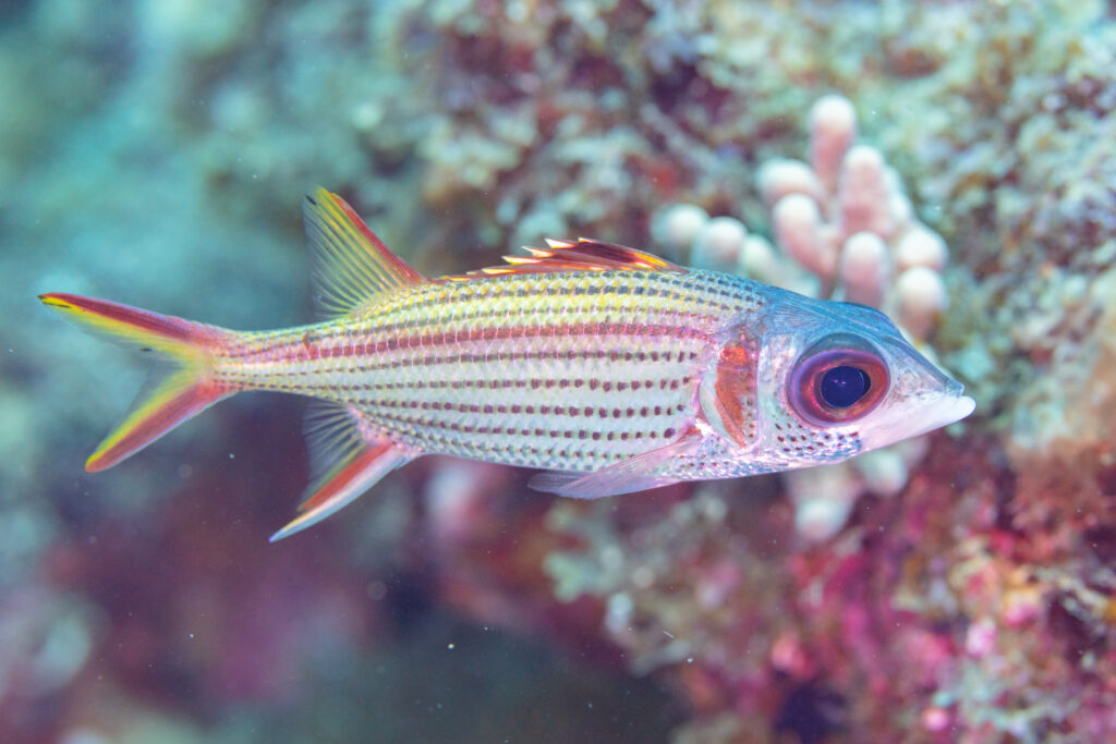 Sammara Squirrelfish (Neoniphon sammara) |commons:File:Candil samara (Neoniphon sammara), Nosy Antanimora, Madagascar, 2025-09-15, DD 103.jpg