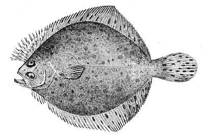 Sand Flounder (Scophthalmus aquosus) |commons:File:Scophthalmus aquosus.jpg
