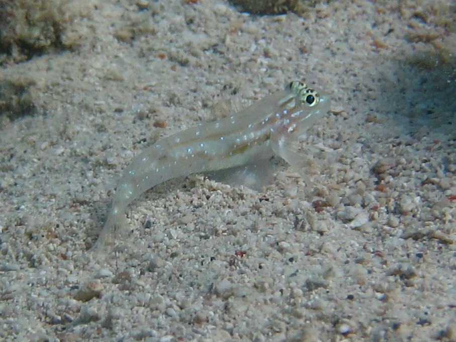 Sand Goby (Coryphopterus tortugae) |commons:File:Patch-Reef Goby - Coryphopterus tortugae.jpg