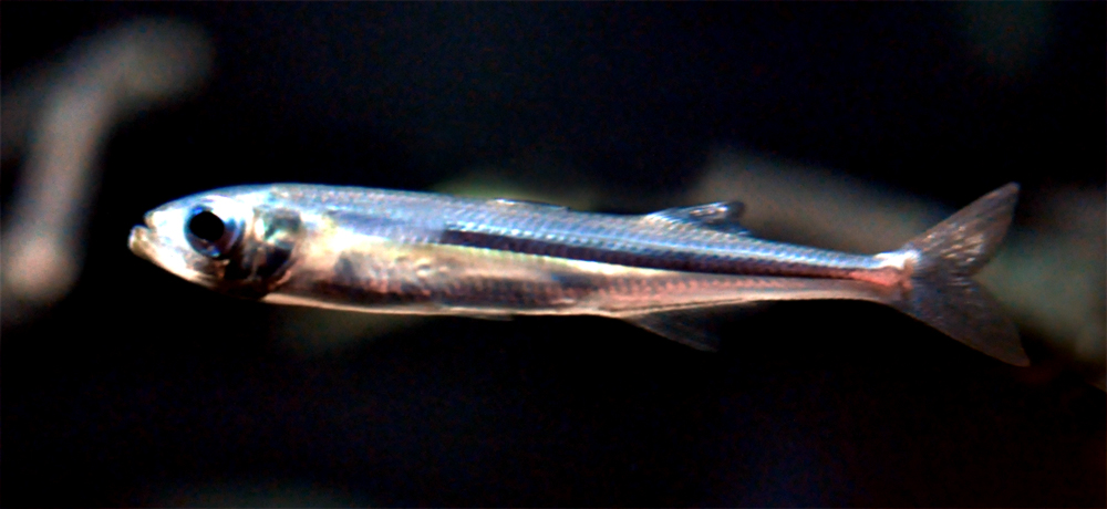Sand Smelt (Atherina presbyter) |commons:File:Atherina presbyter.jpg