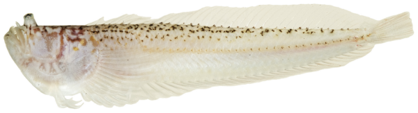 Sand Stargazer (Dactyloscopus tridigitatus) |commons:File:Dactyloscopus tridigitatus - pone.0010676.g139.png