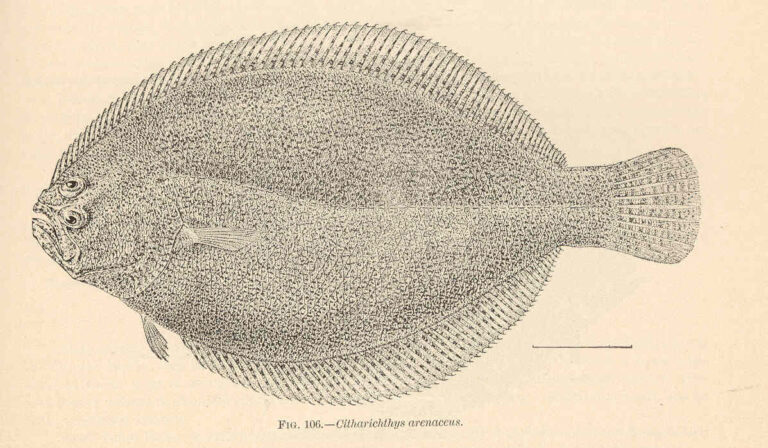 Sand Whiff (Citharichthys arenaceus) |commons:File:FMIB 38100 Citharichthys arenaceus.jpeg
