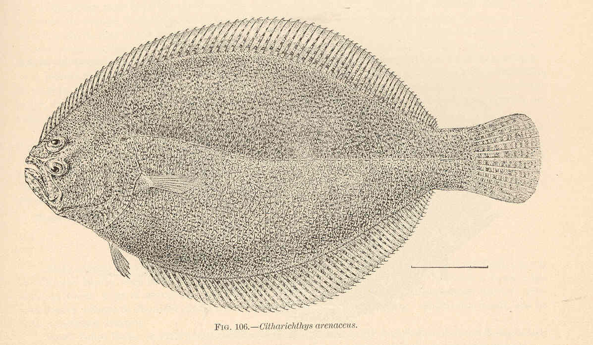 Sand Whiff (Citharichthys arenaceus) |commons:File:FMIB 38100 Citharichthys arenaceus.jpeg