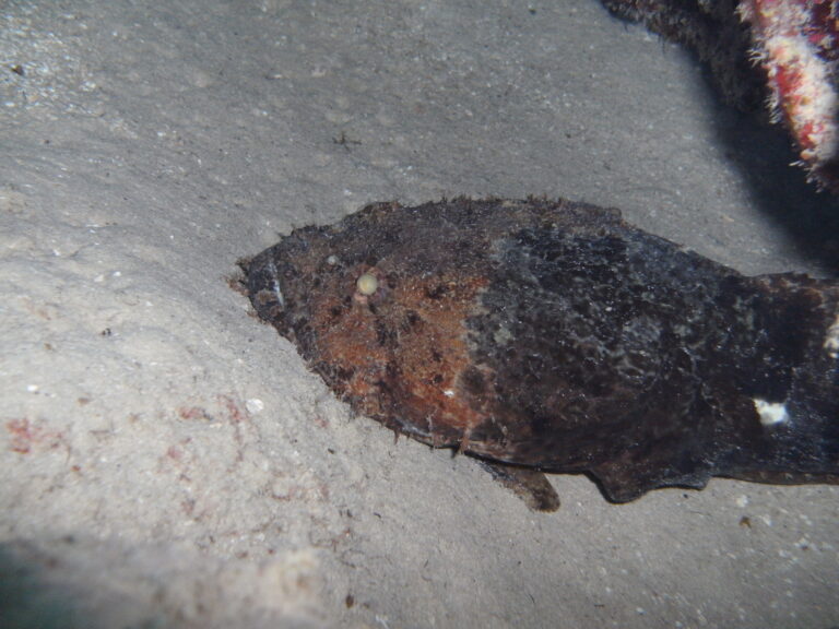 Sanopus barbatus (Sanopus barbatus) |commons:File:Sanopus barbatus.jpg