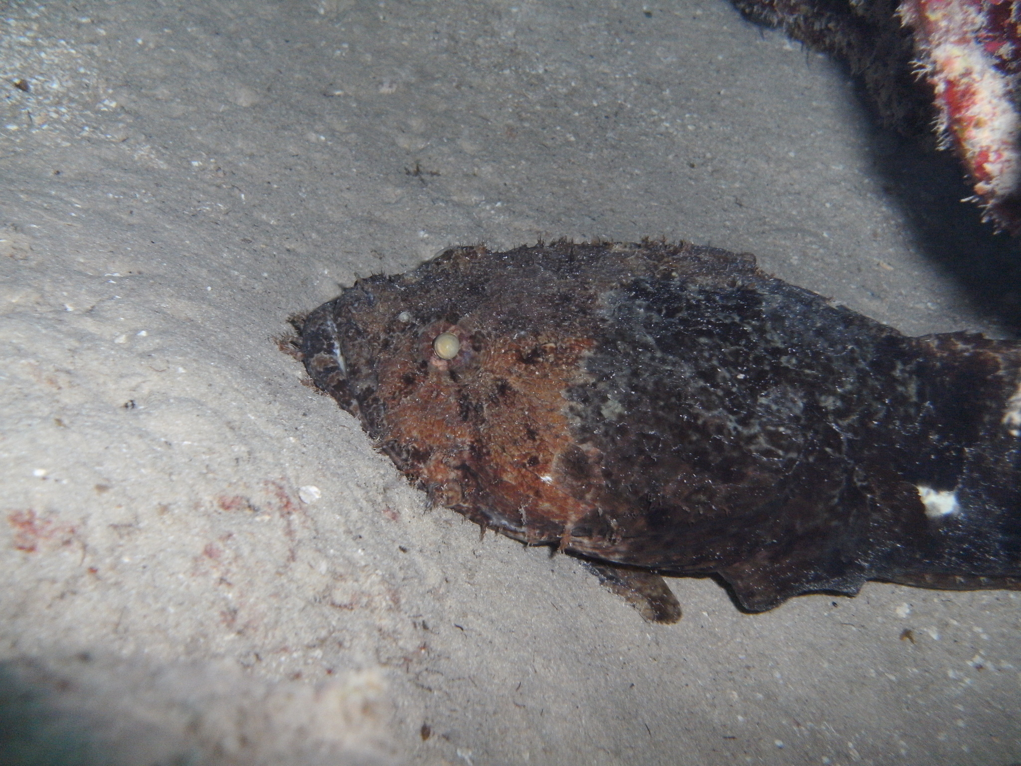 Sanopus barbatus (Sanopus barbatus) |commons:File:Sanopus barbatus.jpg