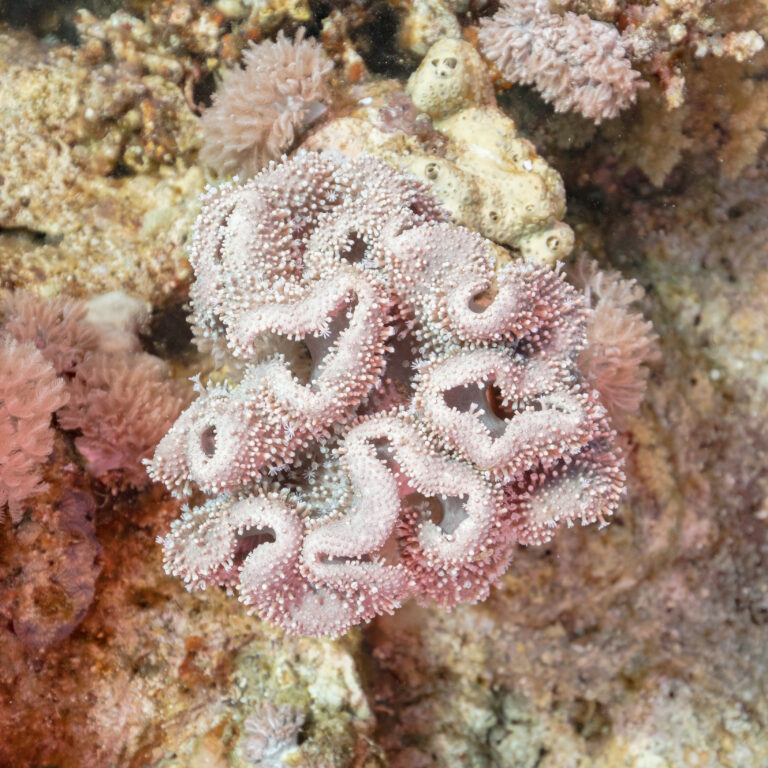 Sarcophyton Glaucum (Sarcophyton glaucum) |commons:File:Coral (Sarcophyton glaucum), Ras Katy, Sharm el-Sheij, Egipto, 2022-03-26, DD 113.jpg