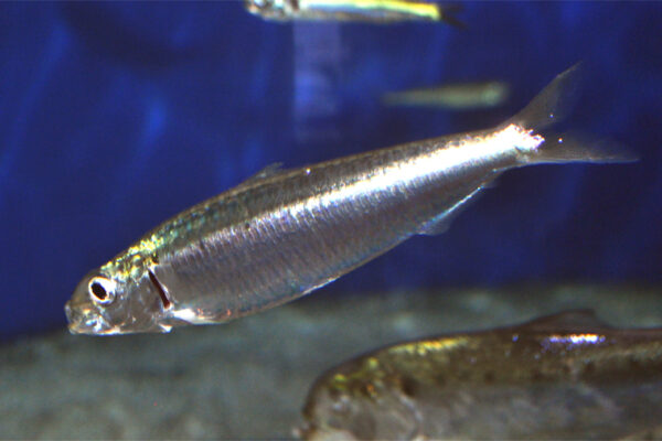 Sardalya Sardina pilchardus