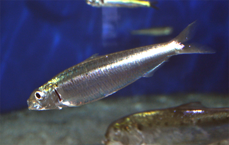 Sardalya Sardina pilchardus