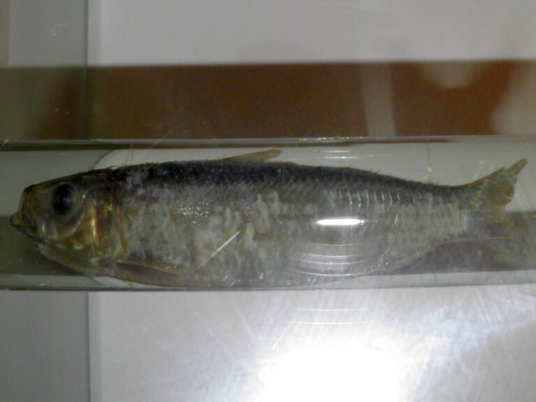 Sardinella jussieu (Sardinella jussieu) |commons:File:Sardinella jussieu.jpg