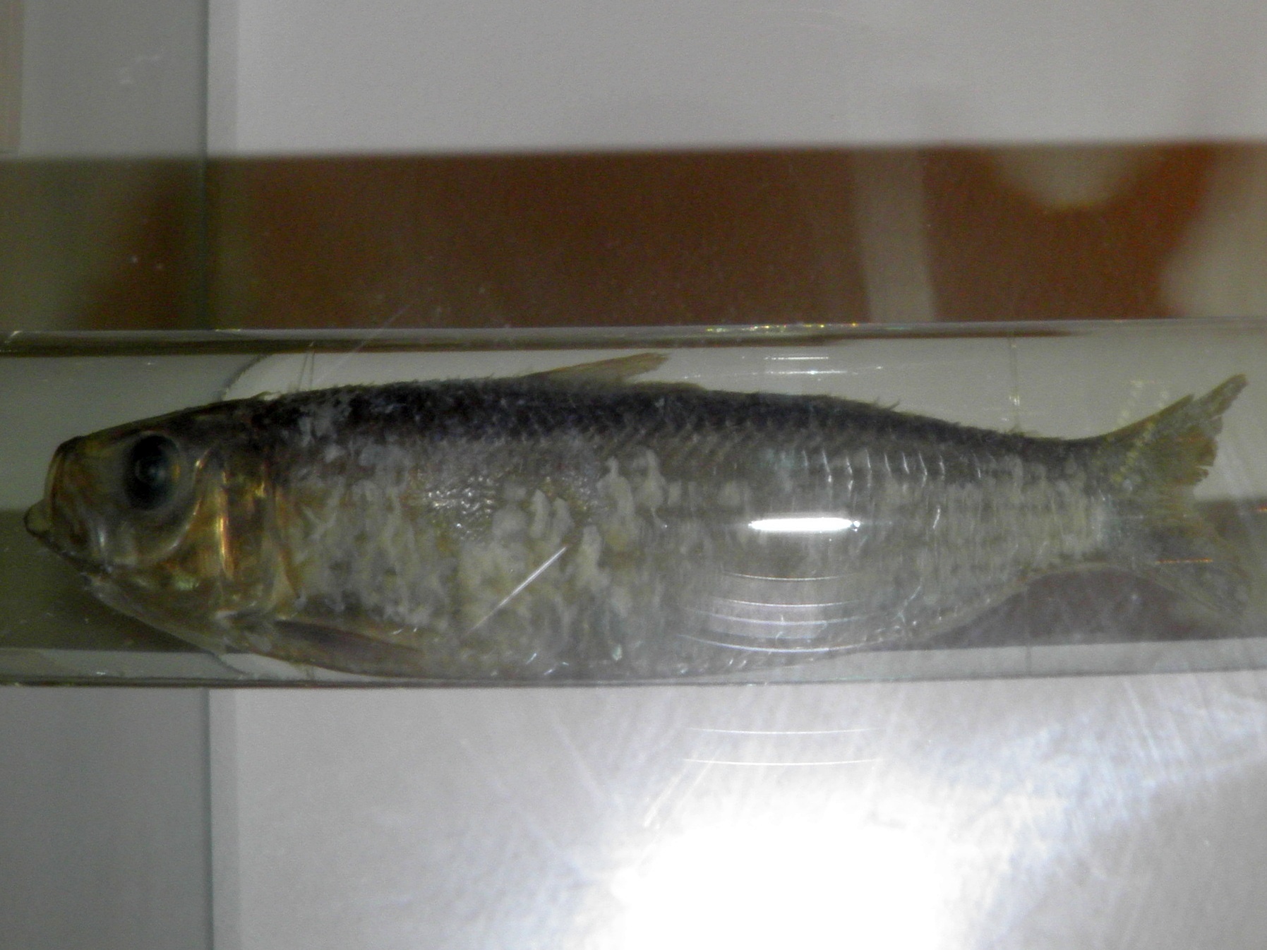 Sardinella jussieu (Sardinella jussieu) |commons:File:Sardinella jussieu.jpg