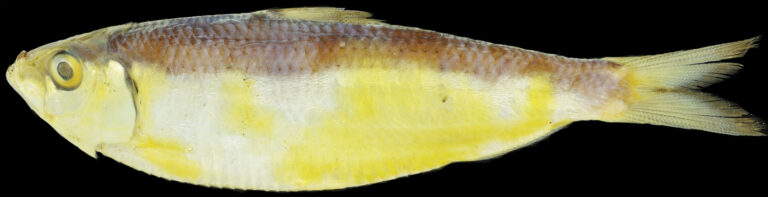 Sardinella pacifica (Sardinella pacifica) |commons:File:Sardinella pacifica (10.3897-zookeys.829.30688) Figure 1.jpg