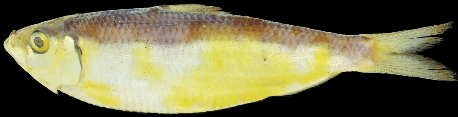 Sardinella pacifica (Sardinella pacifica) |commons:File:Sardinella pacifica (10.3897-zookeys.829.30688) Figure 1.jpg