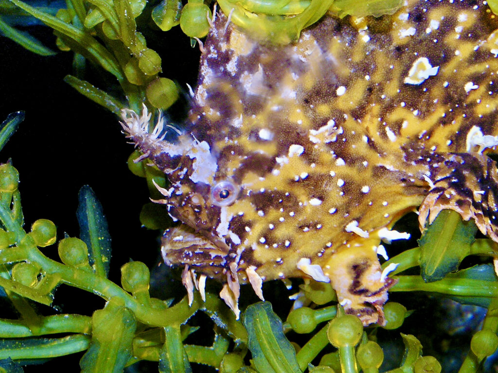 Sargassumfish (Histrio histrio) |commons:File:Antennariidae Histrio histrio 1.jpg