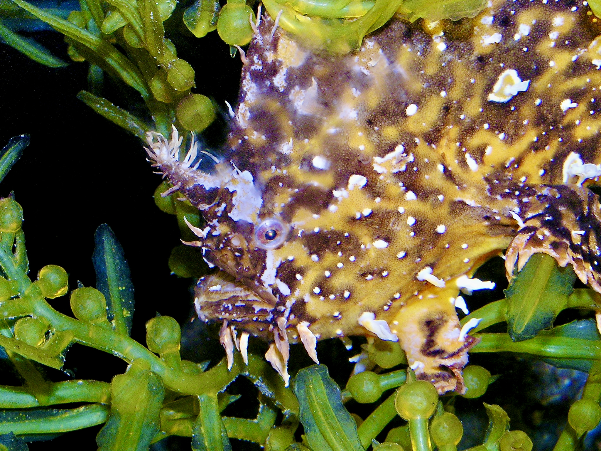 Sargassumfish (Histrio histrio) |commons:File:Antennariidae Histrio histrio 1.jpg