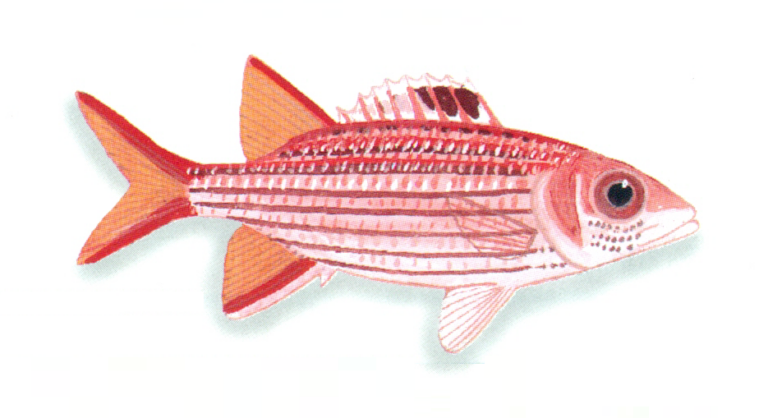 Sargocentron dorsomaculatum (Sargocentron dorsomaculatum) |commons:File:XRF-Sargocentron dorsomaculatum.png