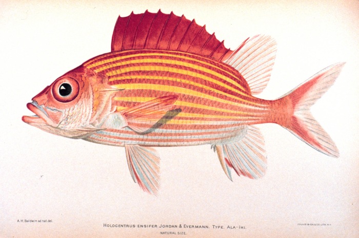 Sargocentron ensifer (Sargocentron ensifer) |commons:File:Sargocentron ensifer.jpg