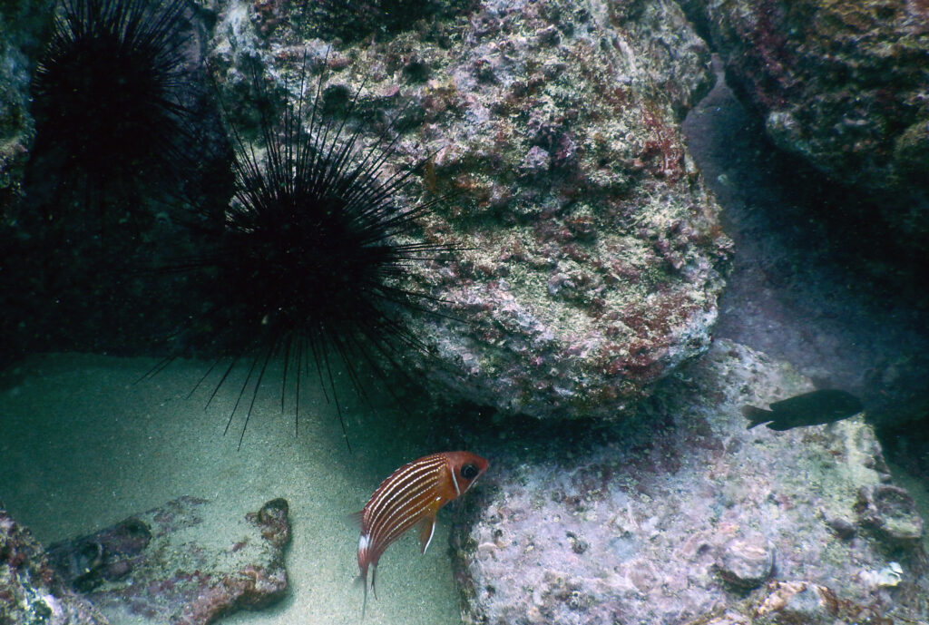 Sargocentron hastatum (Sargocentron hastatum) |commons:File:-Sargocentron hastatum candil africano.jpg