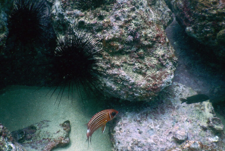 Sargocentron hastatum (Sargocentron hastatum) |commons:File:-Sargocentron hastatum candil africano.jpg