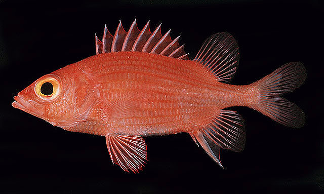 Sargocentron lepros (Sargocentron lepros) |commons:File:Sargocentron lepros.jpg