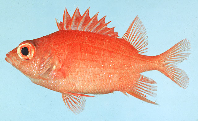 Sargocentron macrosquamis (Sargocentron macrosquamis) |commons:File:Sargocentron macrosquamis.jpg