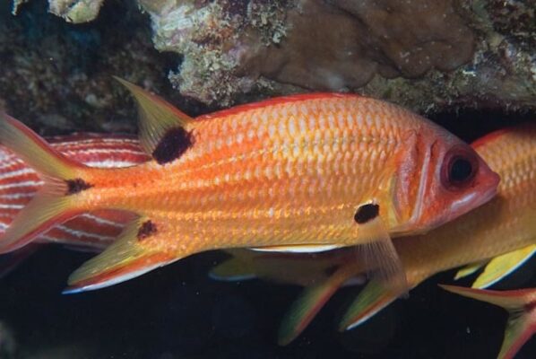 Sargocentron marisrubri (Sargocentron marisrubri) |commons:File:Sargocentron marisrubri.jpg