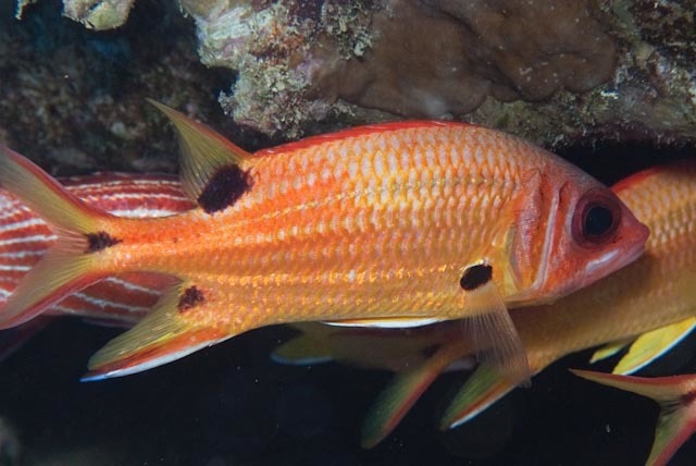 Sargocentron marisrubri (Sargocentron marisrubri) |commons:File:Sargocentron marisrubri.jpg