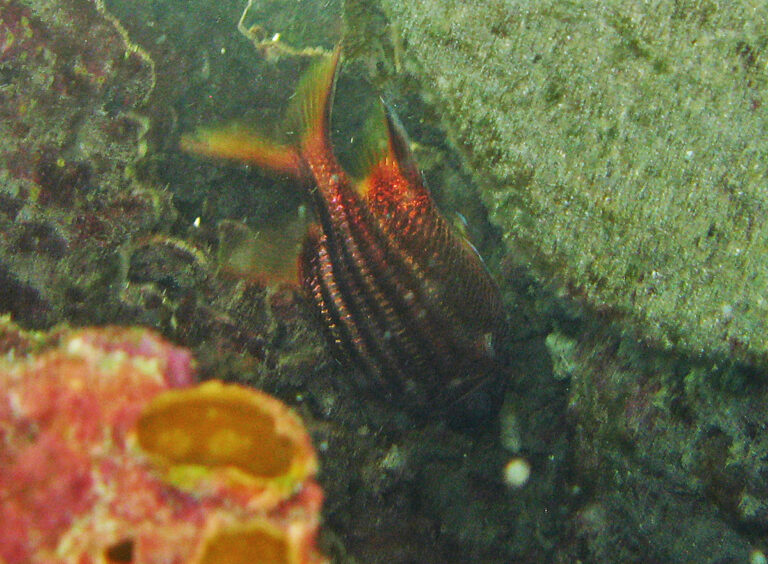 Sargocentron seychellense (Sargocentron seychellense) |commons:File:Sargocentron seychellense.jpg