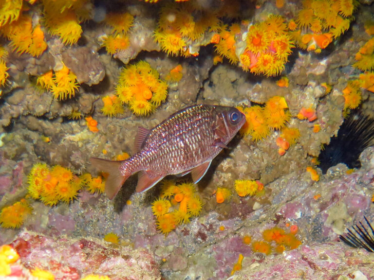 Sargocentron suborbitale (Sargocentron suborbitale) |commons:File:Sargocentron suborbitale.jpg