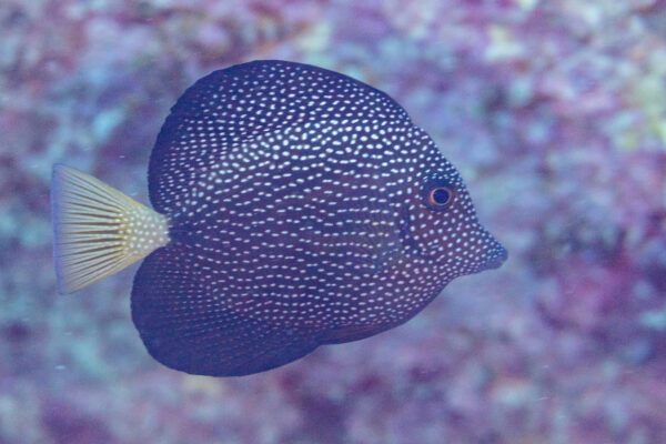 Sarı Tang Zebrasoma gemmatum