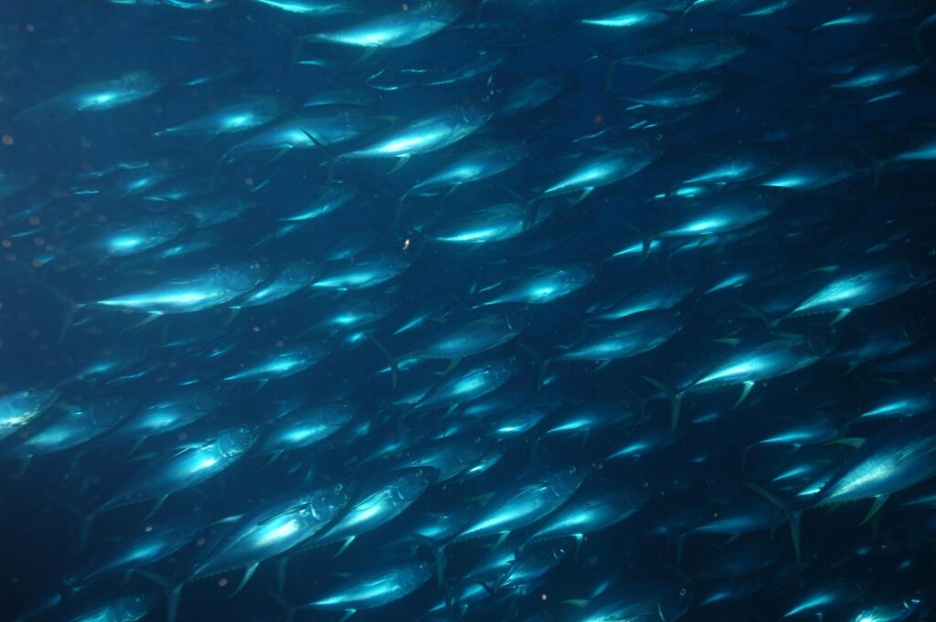Sarıkanat Orkinos Thunnus albacares