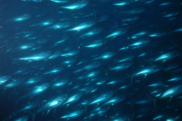 Sarıkanat Orkinos Thunnus albacares