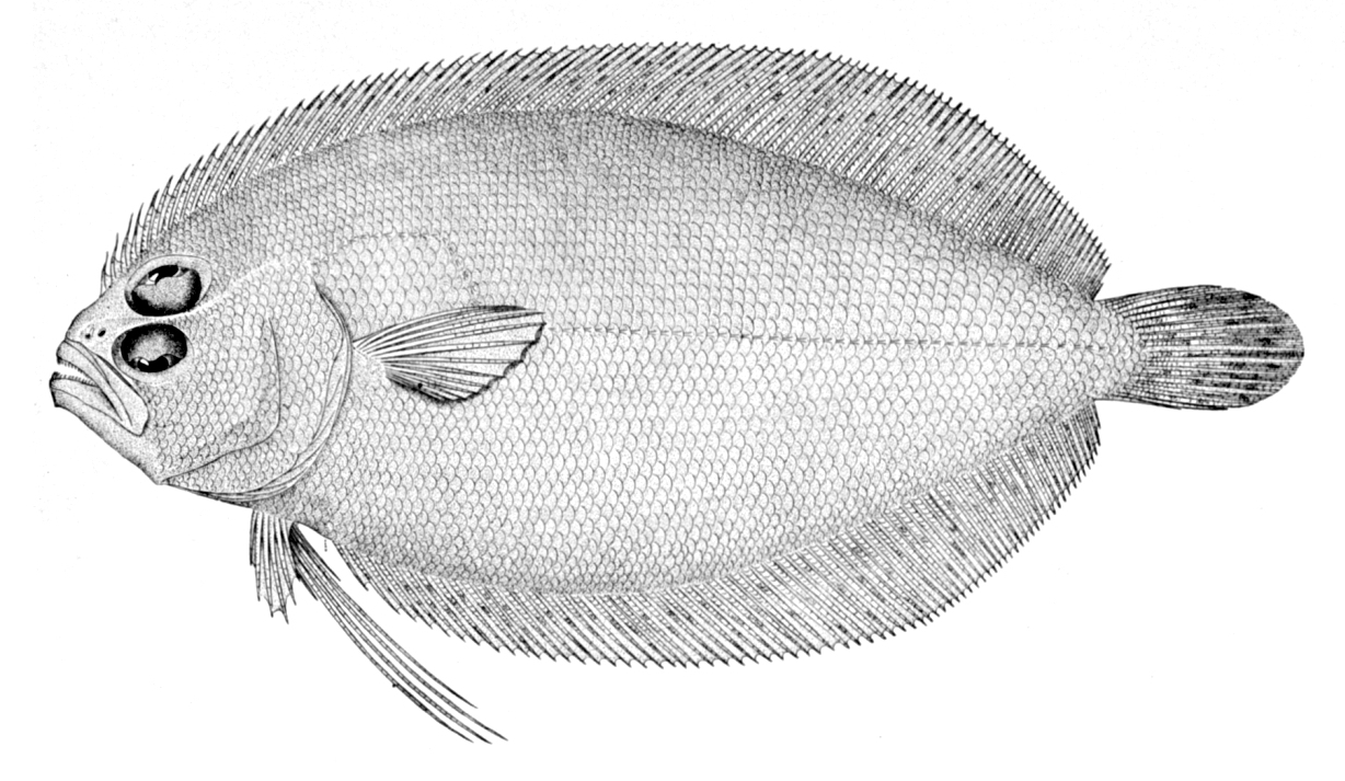 Sash Flounder (Trichopsetta ventralis) |commons:File:Trichopsetta ventralis.jpg