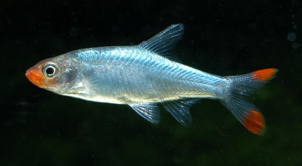 Sawbwa Barb (Sawbwa resplendens) |commons:File:Sawbwa resplendens.jpg