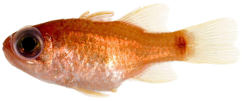 sawcheek cardinalfish (Apogon quadrisquamatus) |commons:File:Apogon cf quadrisquamatus - pone.0010676.g070.png